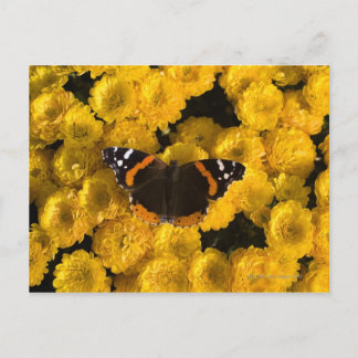 Schmetterling auf gelben Sternen Postkarte