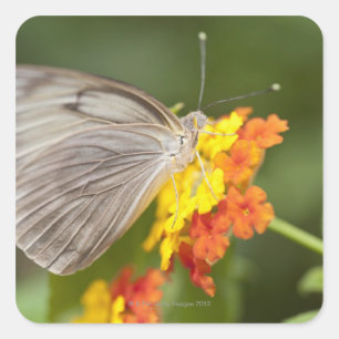 Schmetterling auf gelben und roten Blume Quadratischer Aufkleber