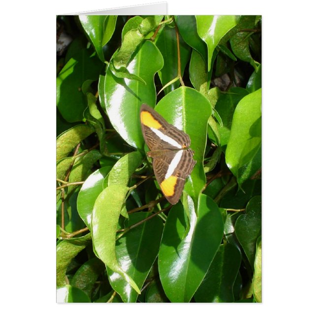 Schmetterling auf Grün (Vorne)