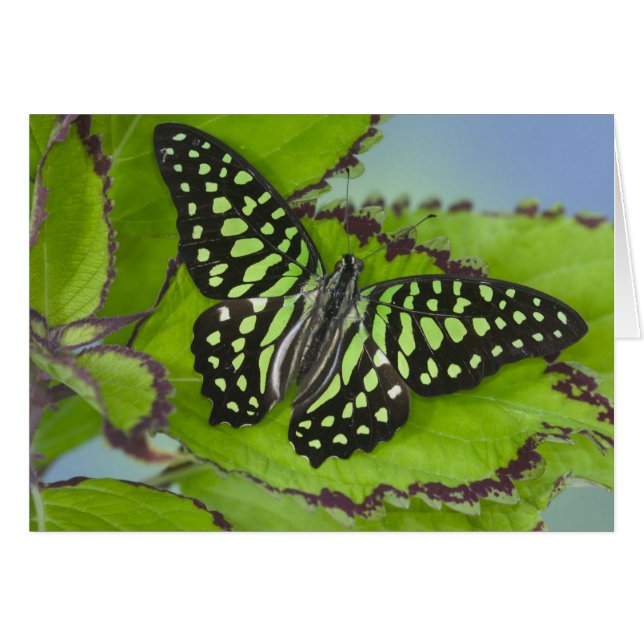 Schmetterling auf Grün (Vorderseite (Horizontal))