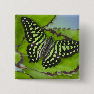 Schmetterling auf Grün Button
