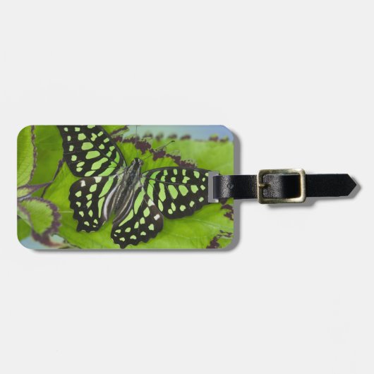Schmetterling auf Grün Gepäckanhänger (Vorderseite horizontal)