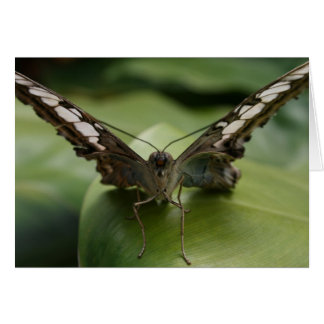 Schmetterling auf Grün - Leere Innenseite