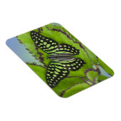Schmetterling auf Grün Magnet (Rechte Seite)