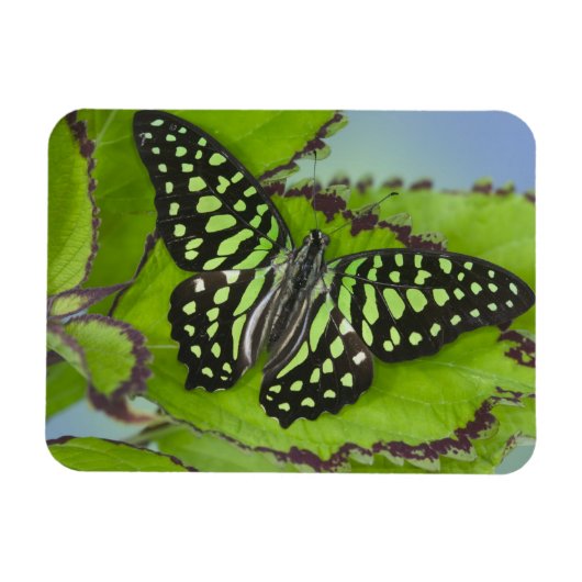 Schmetterling auf Grün Magnet (Horizontal)