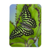 Schmetterling auf Grün Magnet (Vertikal)