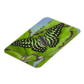 Schmetterling auf Grün Magnet (Linke Seite)