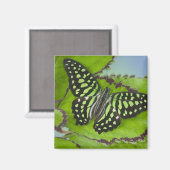 Schmetterling auf Grün Magnet (Vorderseite/Rückseite)