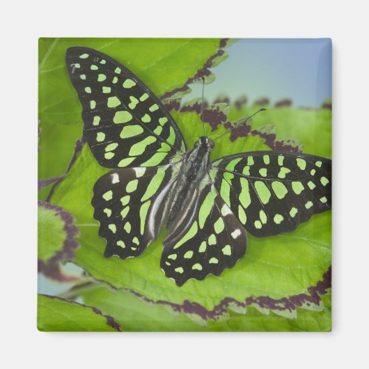 Schmetterling auf Grün Magnet (Vorne)