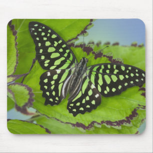 Schmetterling auf Grün Mousepad