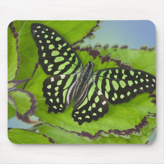 Schmetterling auf Grün Mousepad (Vorne)