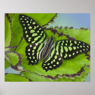 Schmetterling auf Grün Poster