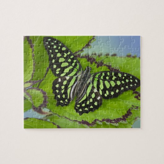 Schmetterling auf Grün Puzzle (Horizontal)