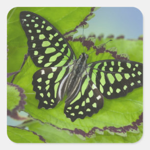 Schmetterling auf Grün Quadratischer Aufkleber