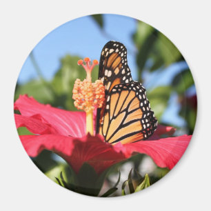 Schmetterling auf Hibiskus Magnet