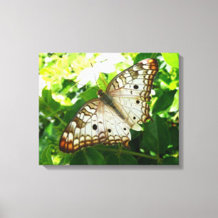 Schmetterling auf Jasmin Tropische Naturfotografie Leinwanddruck