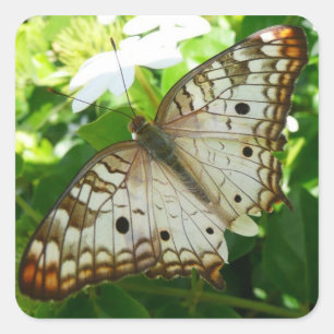 Schmetterling auf Jasmin Tropische Naturfotografie Quadratischer Aufkleber