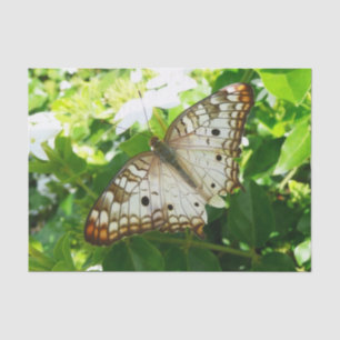 Schmetterling auf Jasmin Tropische Naturfotografie Seidenpapier