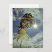 Schmetterling auf Kamille Blume mit Sonne, Postkarte (Vorne/Hinten)