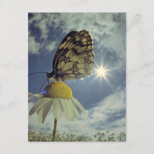 Schmetterling auf Kamille Blume mit Sonne, Postkarte