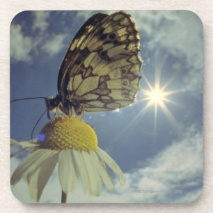 Schmetterling auf Kamillen-Blume mit Sonne, Untersetzer