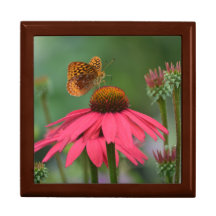Schmetterling auf Kone-Blume