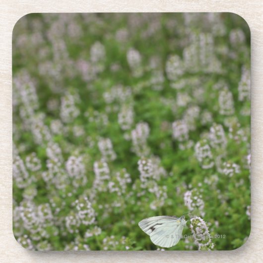 Schmetterling auf kriechendem Thymian Getränkeuntersetzer (Vorderseite)
