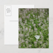 Schmetterling auf Kriechthieb Postkarte (Vorne/Hinten)