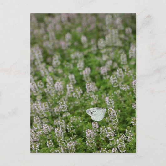 Schmetterling auf Kriechthieb Postkarte (Vorderseite)
