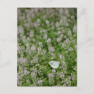 Schmetterling auf Kriechthieb Postkarte