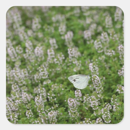 Schmetterling auf Kriechthieb Quadratischer Aufkleber (Vorderseite)