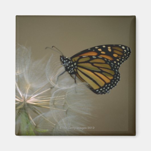 Schmetterling auf Kronleuchter Magnet (Vorne)