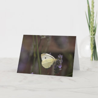 Schmetterling auf Lavendel Karte