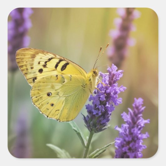 Schmetterling auf Lavendel Quadratischer Aufkleber (Vorderseite)
