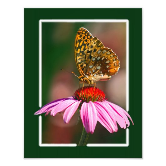 Schmetterling auf Lila Ebene Fotodruck (Vorne)