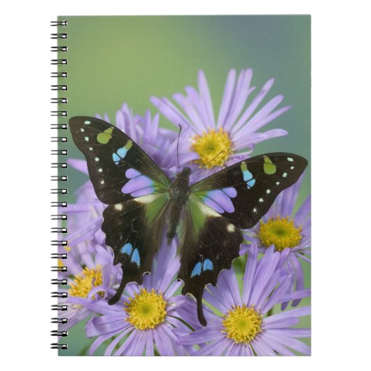 Schmetterling auf Lila Notizblock (Vorderseite)
