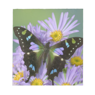 Schmetterling auf Lila Notizblock
