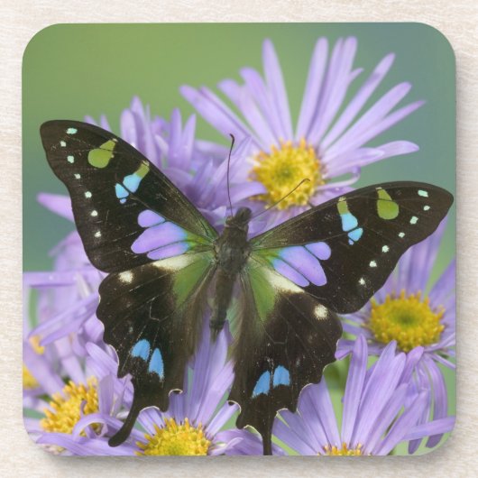 Schmetterling auf Lila Untersetzer (Vorderseite)