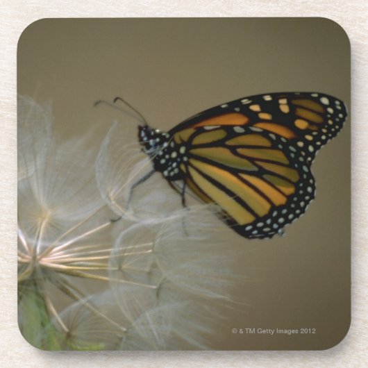 Schmetterling auf Löwenzahn Untersetzer (Vorderseite)