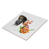 Schmetterling auf Milchkrautblüten, auf Weiß Fliese (Seite)