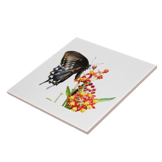 Schmetterling auf Milchkrautblüten, auf Weiß Fliese (Seite)