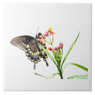 Schmetterling auf Milchkrautblüten, auf Weiß Fliese