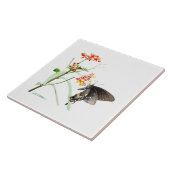 Schmetterling auf Milchkrautblüten, auf Weiß Fliese (Seite)