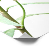 Schmetterling auf Milchweed, mit Verse (John 8:32) Poster (Ecke)