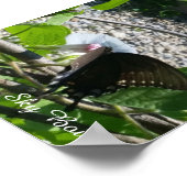 Schmetterling auf Morgenglanz Poster (Ecke)