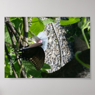 Schmetterling auf Morgenglanz Poster