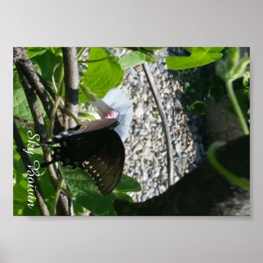 Schmetterling auf Morgenglanz Poster (Vorne)