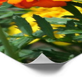 Schmetterling auf Orange und Gelb Blumen Poster (Ecke)