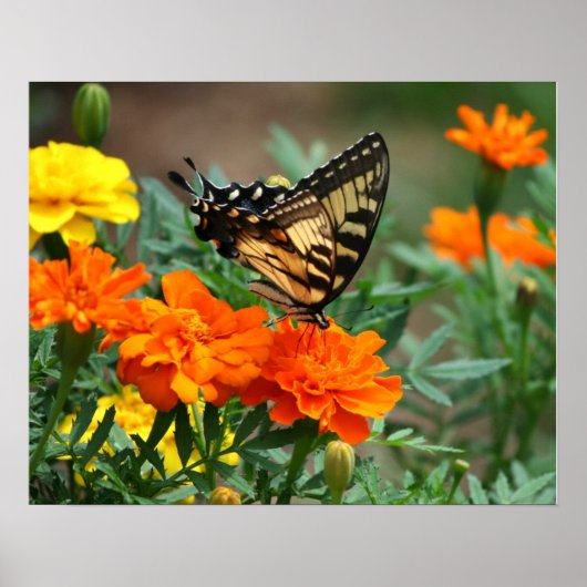Schmetterling auf Orange und Gelb Blumen Poster (Vorne)