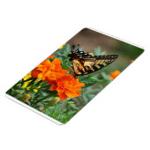 Schmetterling auf Orange- und Gelbblütenprämie Magnet (Linke Seite)